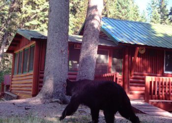 Keep your cabin secure when you're not there with a trail camera