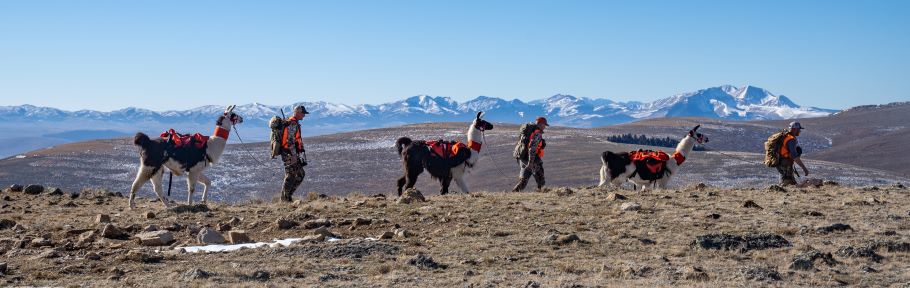 Llama string 1 Randy Newberg: Here’s How to Hunt Elk Out West On Your Own