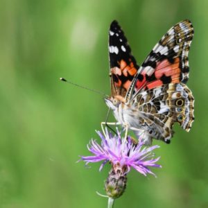 knapweed in Montana