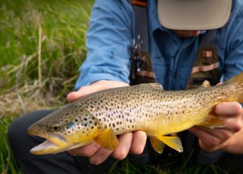 Montana's non-native species: the brown trout