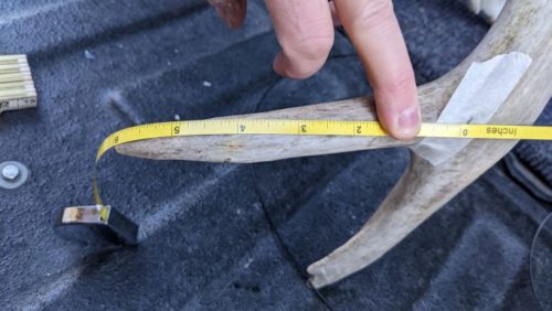 DIY Guide to Scoring Antlers