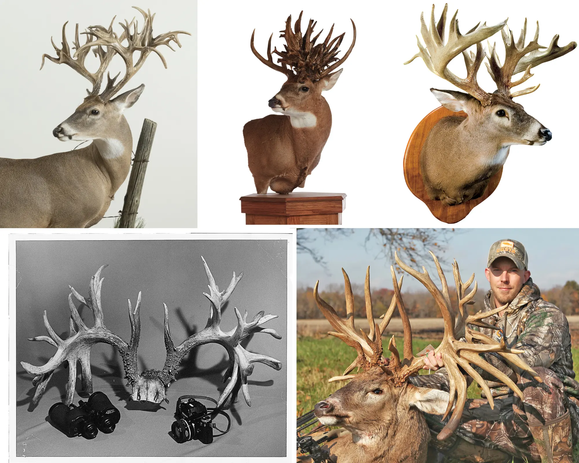 The Stories Behind the Biggest Typical Whitetail Deer