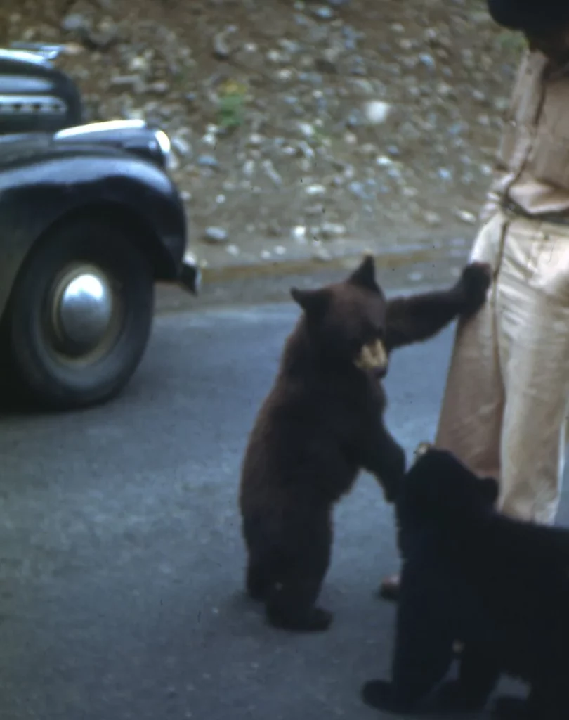 Feeding Bears in Yellowstone
