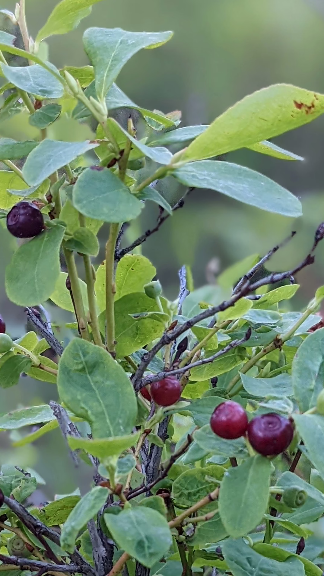 Huckleberries on the bush