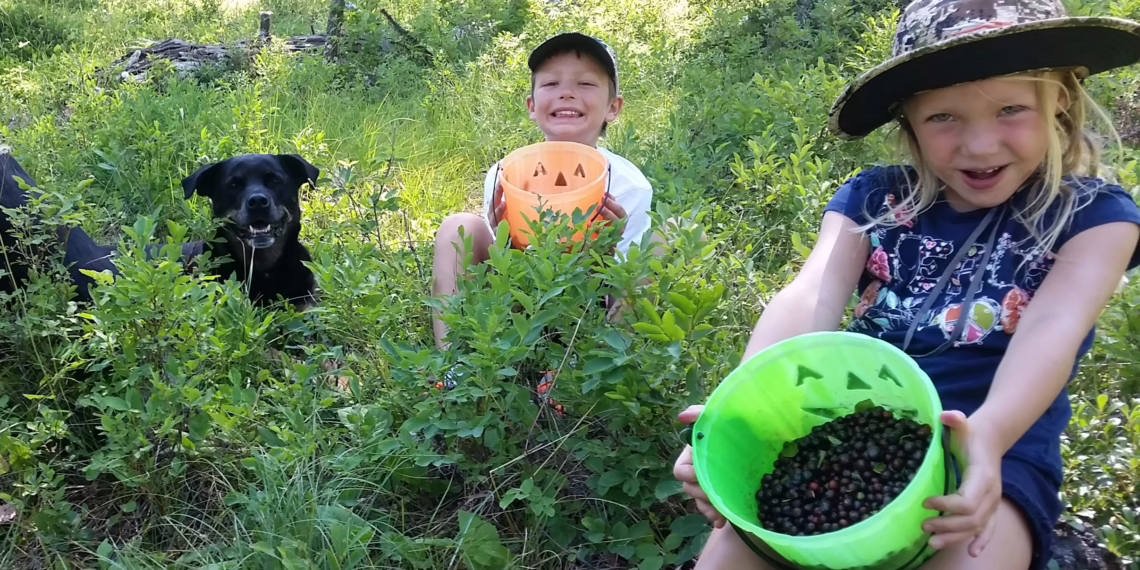 Montana Huckleberries