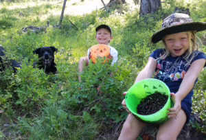 Montana Huckleberries