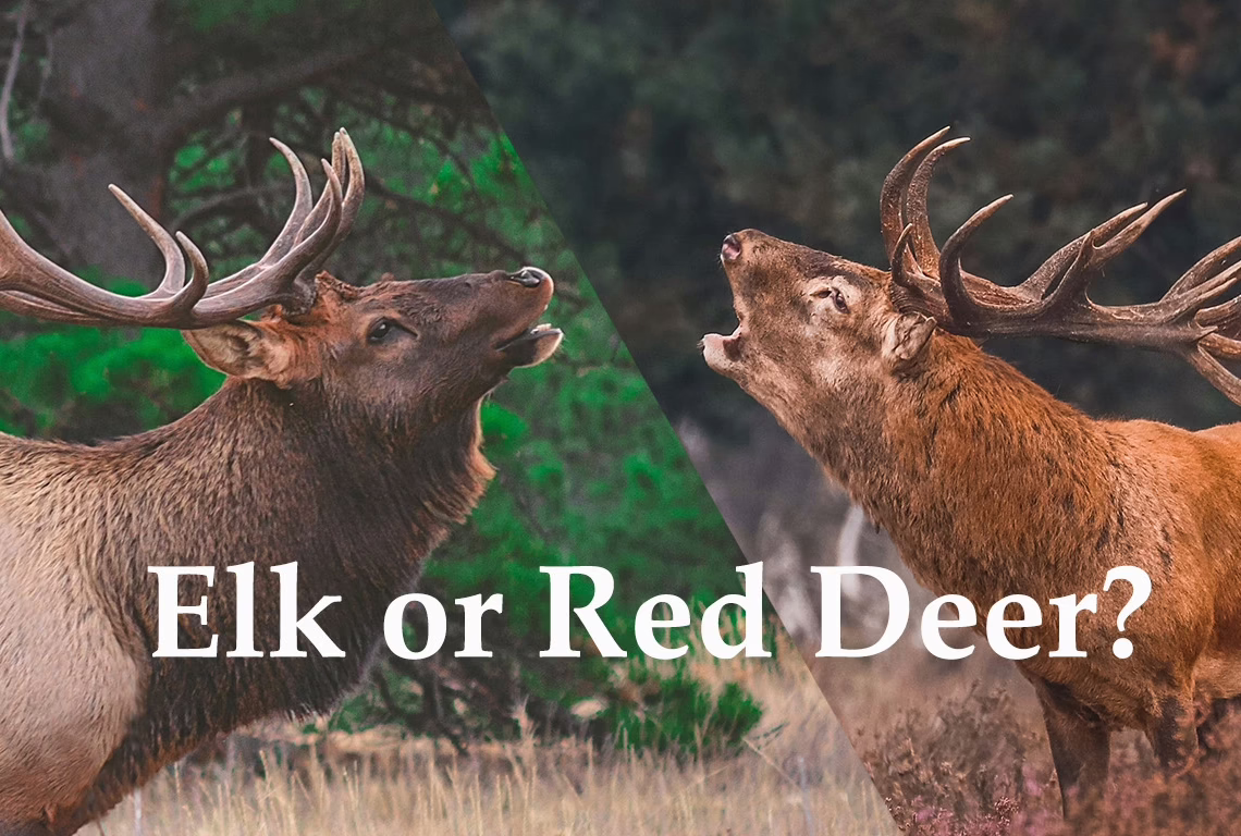 Difference between red deer and elk