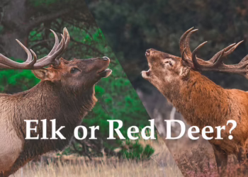 Difference between red deer and elk