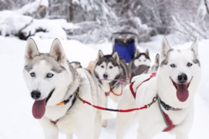 A dog sled team is ready and waiting to go mushing